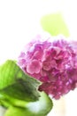 Pink hydrangeas