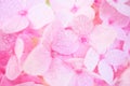 Pink hydrangeas in blur style on mulberry paper texture