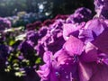 Pink hydrangeas at Botanic Garden, Christchurch, South Island, New Zealand Royalty Free Stock Photo