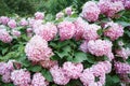 Pink hydrangeas on the bush