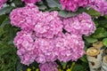 Pink hydrangeas flowers, hydrangea macrophylla, hortensia, popular ornamental plants, grown for their large flowerheads Royalty Free Stock Photo