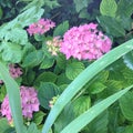 Pink hydrangeas in a garden