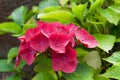 Pink hydranges Royalty Free Stock Photo
