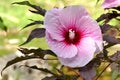 Pink ibiscus flower in the sun Royalty Free Stock Photo