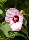 Pink ibiscus flower in the sun Royalty Free Stock Photo