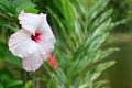 Pink ibiscus genus flower Royalty Free Stock Photo