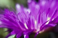 Pink ice plant carpobrotus edulis Royalty Free Stock Photo