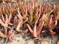 Pink ice plant (Delosperma cooperi)