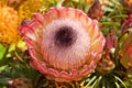 Pink Ice protea flower, close up