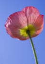 Pink iceland poppy Royalty Free Stock Photo