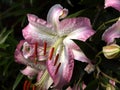 Pink Icicles Oriental Lily (Lilium) Royalty Free Stock Photo