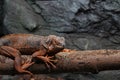 Pink Iguanas at Reptiland expo in Bucharest Royalty Free Stock Photo