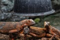 Pink Iguanas at Reptiland expo in Bucharest Royalty Free Stock Photo
