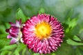 Pink immortelle flower on a green unfocused background of leaves. Selective focus