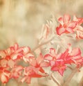 Pink Impala Lily