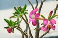 Pink Impala Lily or Dessert Rose / Adenium multiflorum