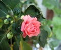 Pink impatiens flower (balsamine)