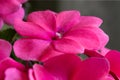 Pink impatiens flower