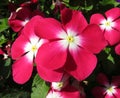 Pink Impatiens Flowers in the Summer Garden in August