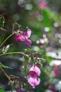 Pink Impatiens glandulifera in raindrops and sunbeams