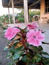 Pink impation flower blosoming at the morning Indonesia Huta Pohon Royalty Free Stock Photo