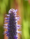 Pink InchWorm Camouflaged Against Purple Flowers