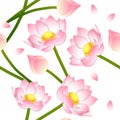 Pink Indian lotus on White Background. Vector Illustration