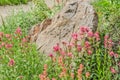 Pink Indian Paintbrush Blossoms