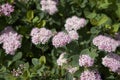 Pink flowers and green leaves of Spiraea betulifolia shrub