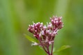 Pink inflorescence