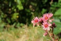 Pink inflorescence of the plant molodilo Latin SempervÃÂ­vum or stone rose on a green background