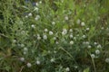 Trifolium arvense close up