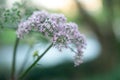 Pink inflorescence of an umbelliferae plant with a blurry background