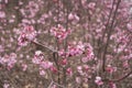 Viburnum farreri shrub in bloom