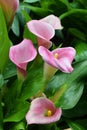 Pink infloresences of Zantedeschia sp. plant with petal-like spathes surrounding the central, yellow spadices