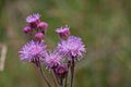 PINK INVADER POMPOM FLOWERS IN SOUTH AFRICAN FIELD LANDSCAPE