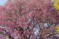 Pink ipe tree Tabebuia impetiginosa blooming in the spring season