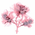 Pink Iridescent Peony X-ray: Organic Contours And High Contrast Composition
