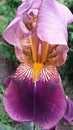 Pink iris. Royalty Free Stock Photo