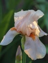 Pink iris flower. Close-up view of a delicate pink bearded iris on a green background Royalty Free Stock Photo