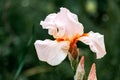 Pink iris flower on a dark green background Royalty Free Stock Photo