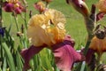 Pink iris flower.