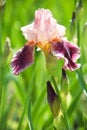 Pink iris flower in the garden