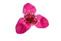 Pink Iris flower isolated on white background Royalty Free Stock Photo