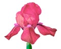 Pink iris flower isolated on a white background. Close-up. Royalty Free Stock Photo