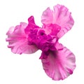 Pink iris flower isolated on white background Royalty Free Stock Photo