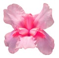 Pink iris flower isolated on white background. Easter. Summer. Spring. Flat lay, top view Royalty Free Stock Photo