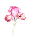 Pink iris. illustration watercolor iris. flower isolated on white background. Royalty Free Stock Photo