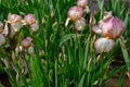 pink iris after a quick spring shower