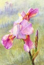 Pink iris watercolor, suit for poster, wallpaper, background, po Royalty Free Stock Photo